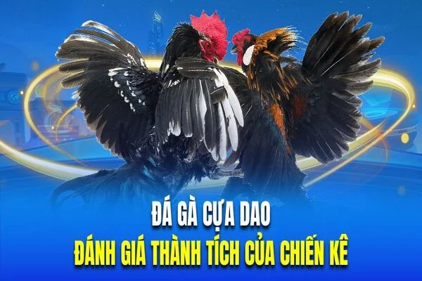 da-ga-cua-dao-danh-gia-thanh-tich-chien-ke